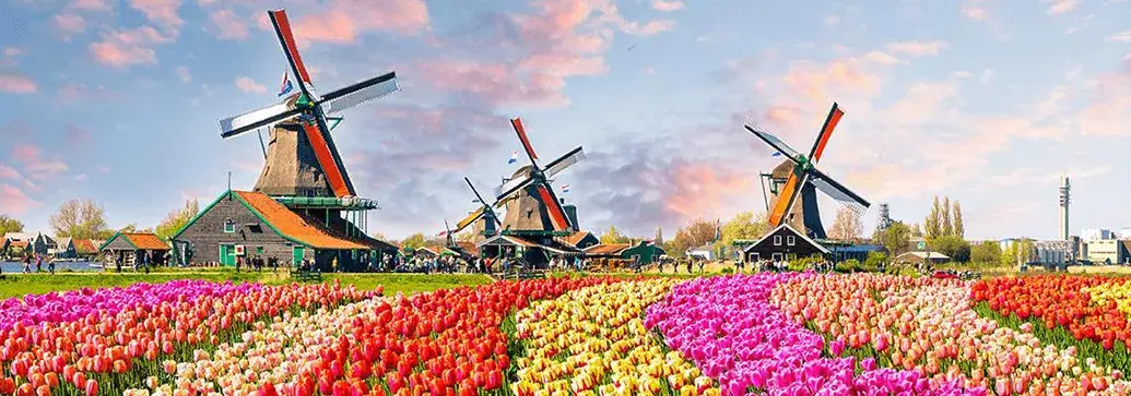 Nederlandse windmolens in een tulpenveld